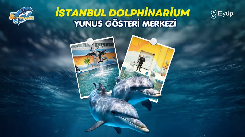 İstanbul Dolphinarium Yunus Gösterileri thumbnail